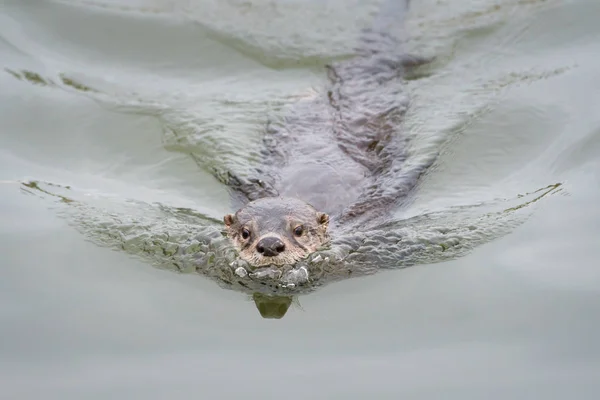 River Otter Estado Salvaje Animal Naturaleza Fauna — Foto de Stock