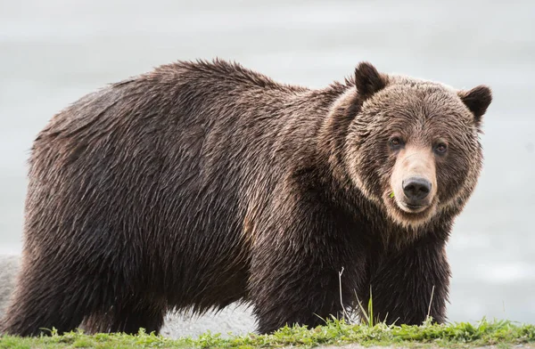 Vad Grizzly Medve Állat Természet Állatvilág — Stock Fotó