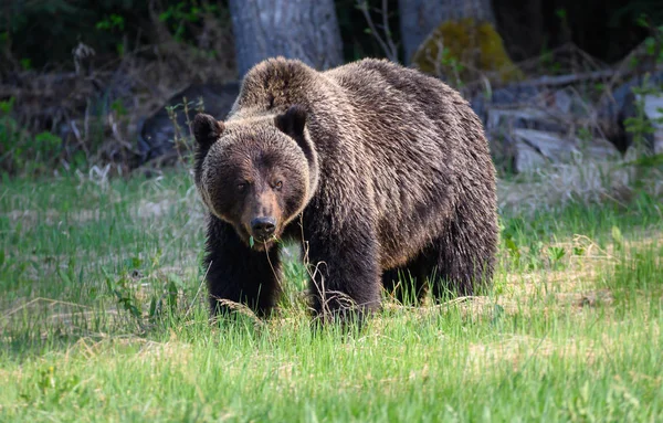 野生のグリズリークマ動物 — ストック写真