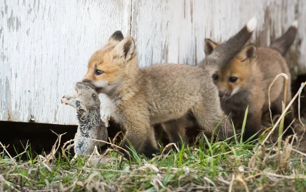 Kit Volpe Animali Natura Fauna — Foto Stock