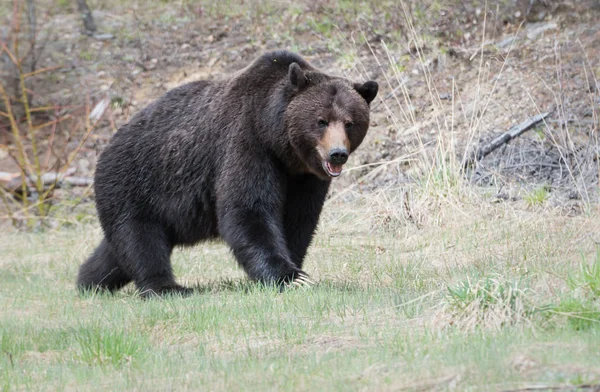 Oso Pardo Salvaje Animal Naturaleza Fauna — Foto de Stock