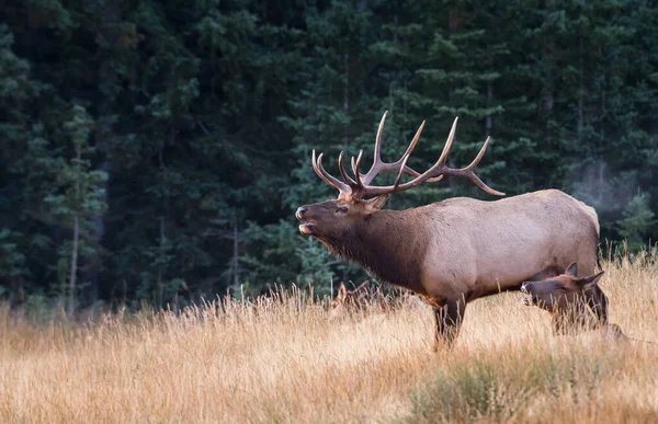 Alce Selvagem Animal Natureza Fauna — Fotografia de Stock