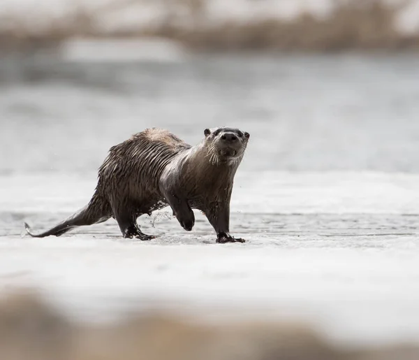 River Otter Animale Natura Fauna — Foto Stock