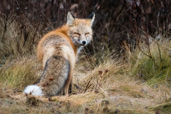 Vahşi Kızıl Tilki Hayvan Doğa Fauna — Stok fotoğraf