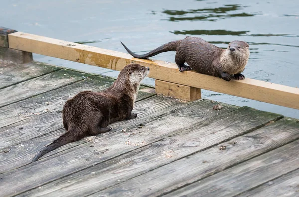 Otters Het Wild Dieren Natuur Fauna — Stockfoto