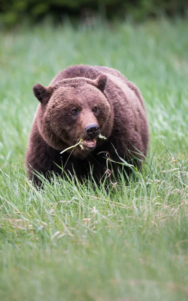 Urso Pardo Estado Selvagem Animal Natureza Fauna — Fotografia de Stock