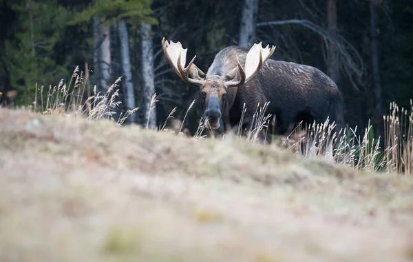 Moose Divočině Zvíře Příroda Fauna — Stock fotografie