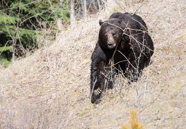 Orso Grizzly Selvatico Animale Natura Fauna — Foto Stock