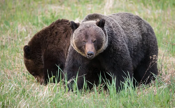 Grizzly Medvék Vadonban Állatok Természet Állatvilág — Stock Fotó