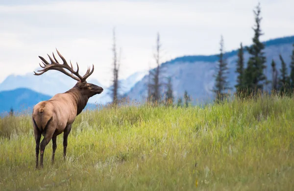 Elk — Stok fotoğraf