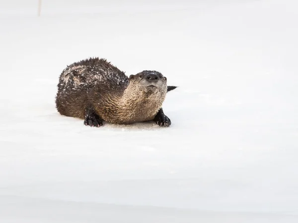 River Otter Estado Salvaje Animal Naturaleza Fauna — Foto de Stock