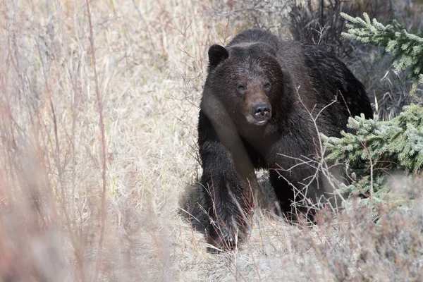 Orso Grizzly Selvatico Animale Natura Fauna — Foto Stock