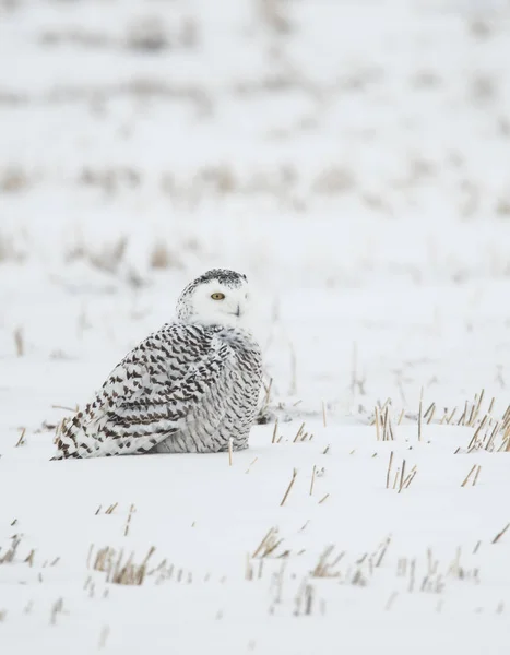 wild owl, bird. Nature, fauna