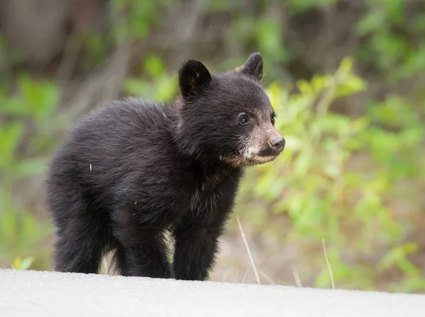 Ursul Negru Sălbăticie Animal Natură Faună — Fotografie, imagine de stoc
