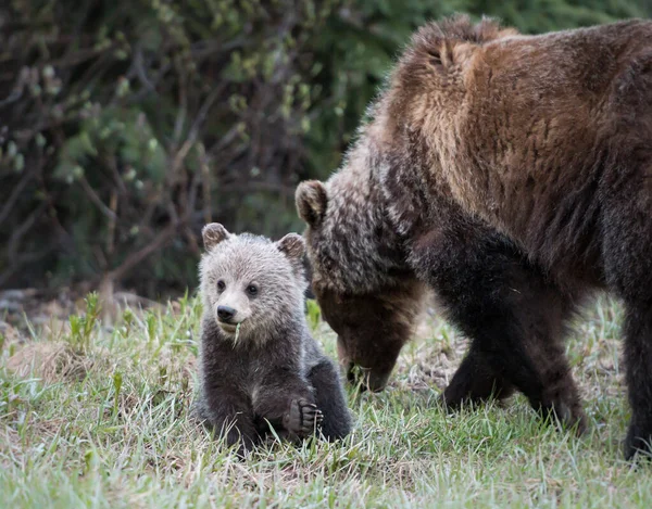 Osos Pardos Salvajes Animales Naturaleza Fauna — Foto de Stock