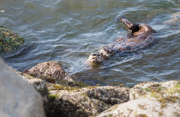 Las Nutrias Del Río Estado Salvaje Animales Naturaleza Fauna —  Fotos de Stock