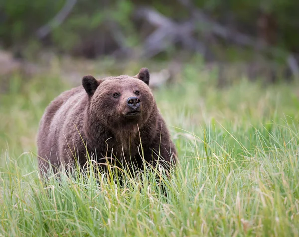 Грізлі Ведмідь Дикій Природі Тварині Природа Фауна — стокове фото