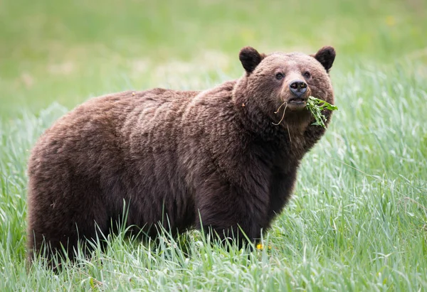 野生のグリズリークマ動物 — ストック写真