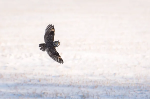 Sowa Dziczy Ptaszyno Natura Fauna — Zdjęcie stockowe