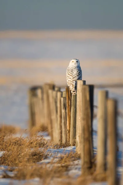 Owl in wild, animal. Nature, fauna