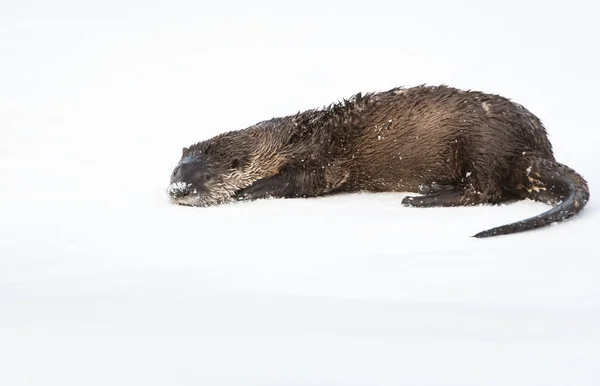 Wild River Otter Animal Nature Fauna — Stock Photo, Image