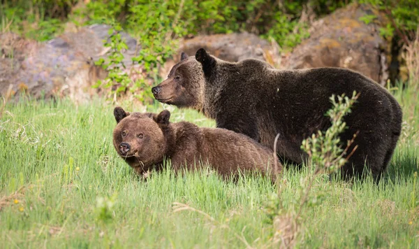 Osos Pardos Salvajes Animales Naturaleza Fauna —  Fotos de Stock