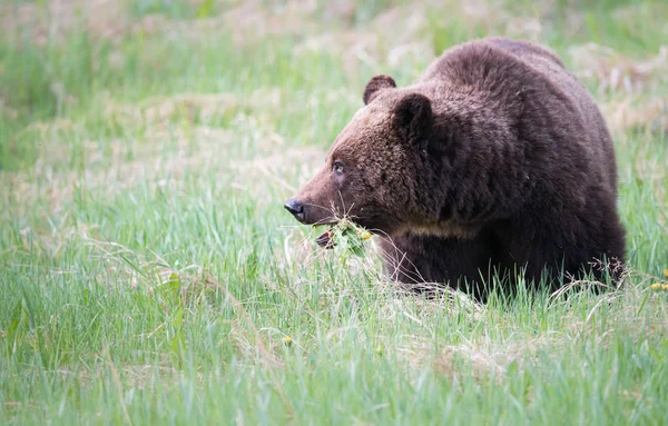 Divoký Medvěd Grizzly Zvíře Příroda Fauna — Stock fotografie