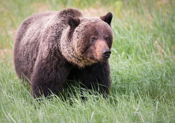 Divoký Medvěd Grizzly Zvíře Příroda Fauna — Stock fotografie