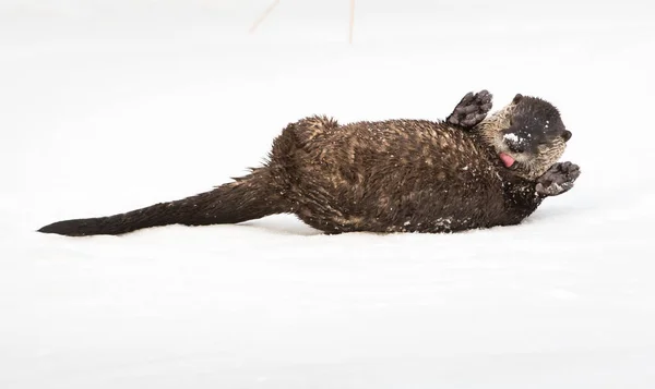 Wild River Otter Animal Nature Fauna — Stock Photo, Image