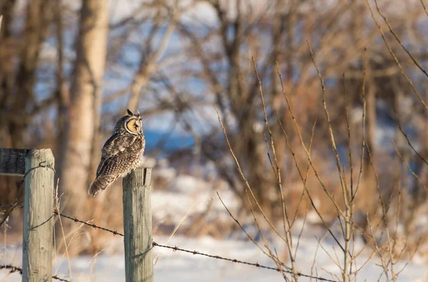Wild Owl Bird Nature Fauna — 스톡 사진