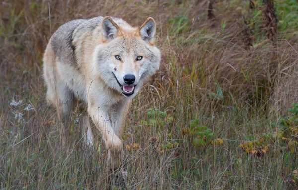 Der Östliche Wolf Wild Tierisch Natur Fauna — Stockfoto