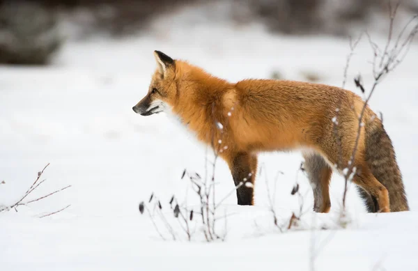 wild fox, animal. Nature, fauna