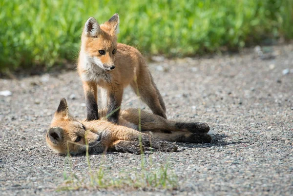 Raposas Vermelhas Animais Natureza Fauna — Fotografia de Stock