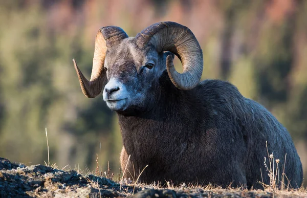 Wilde Dickhornschafe Natur Fauna — Stockfoto