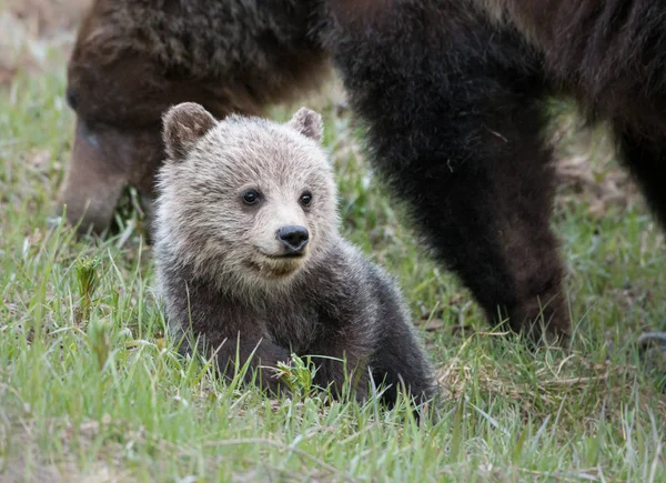 Γκρίζλι Αρκούδες Άγρια Ζώα Φύση Πανίδα — Φωτογραφία Αρχείου