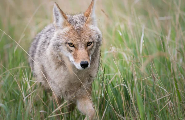 Coyote Het Wild Dier Natuur Fauna — Stockfoto