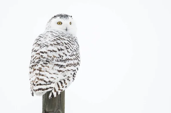 Eule Wild Tierisch Natur Fauna — Stockfoto