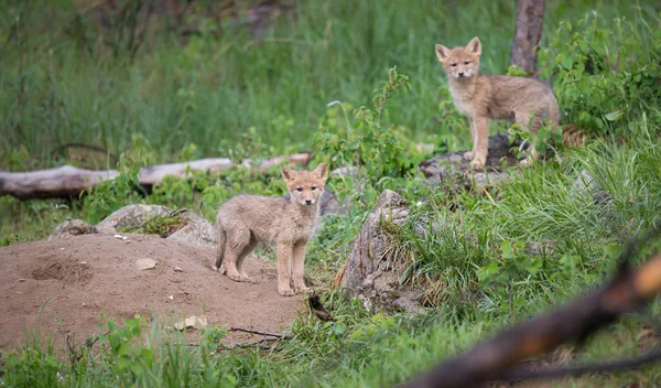 Kojote Welpen Freier Wildbahn Tier Natur Fauna — Stockfoto