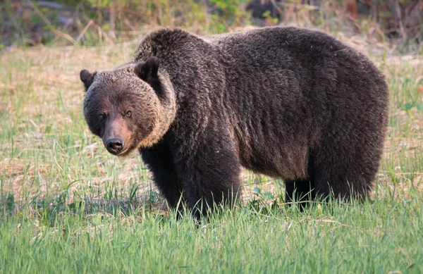 Vahşi Boz Ayı Hayvan Doğa Fauna — Stok fotoğraf