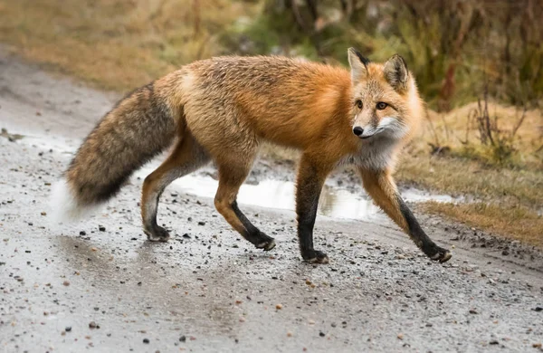 Renard Roux Sauvage Animal Nature Faune — Photo