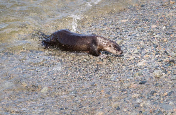 River Otter Vilt Tillstånd Djur Natur Fauna — Stockfoto