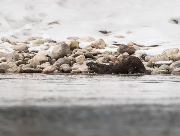 Fiume Otter Natura Animale Natura Fauna — Foto Stock