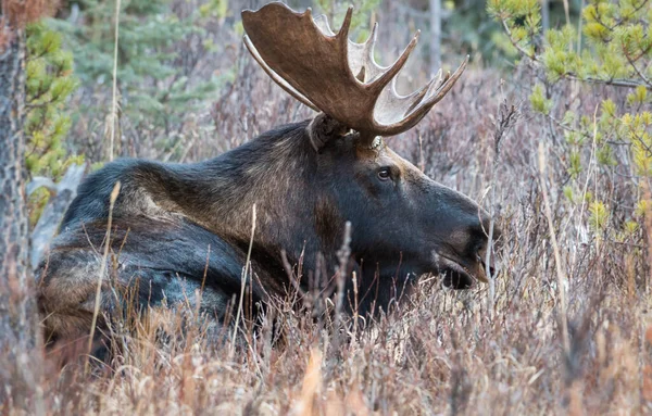 Wild Bull Moose Nature Fauna — ストック写真