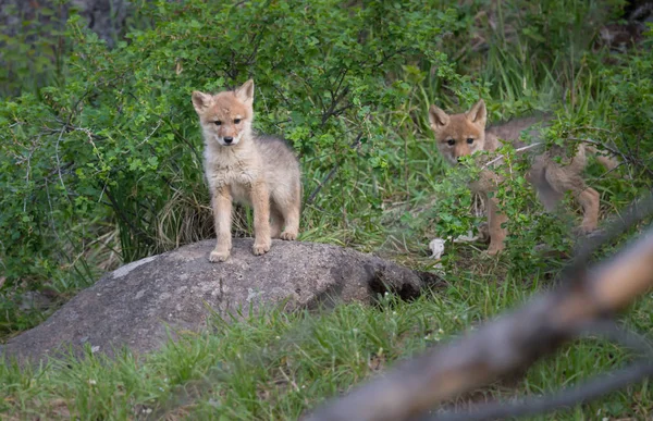 Coyote Natura Animali Natura Fauna — Foto Stock