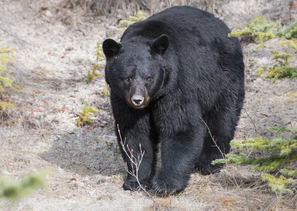 Дикий Чорний Ведмідь Природа Фауна — стокове фото