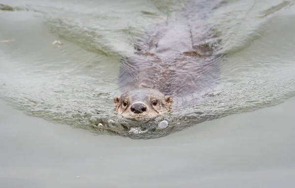 River Otter Wild Animal Nature Fauna — Stock Photo, Image