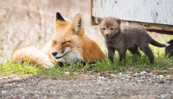 Czerwone Lisy Zwierzęta Natura Fauna Matka Zestaw — Zdjęcie stockowe