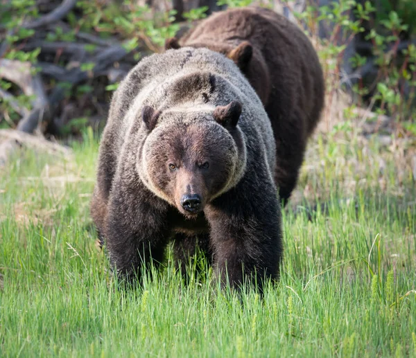 Grizzly Medvék Vadonban Állatok Természet Állatvilág — Stock Fotó