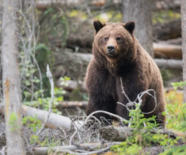 grizzly bear in wild, animal. Nature, fauna