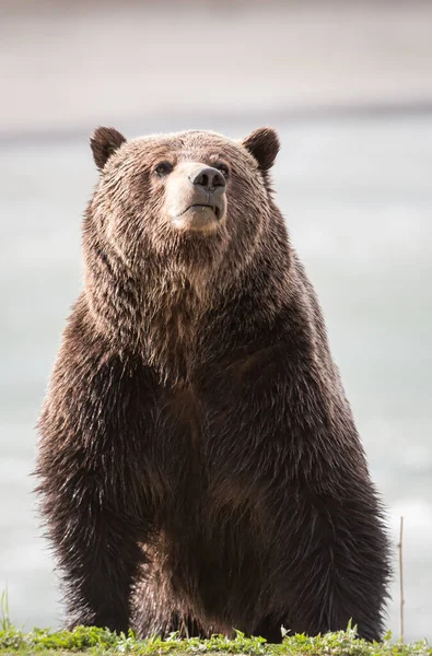 Dziki Niedźwiedź Grizzly Zwierzę Natura Fauna — Zdjęcie stockowe